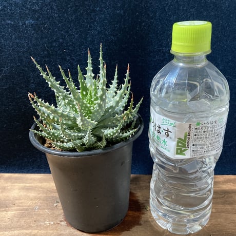 アロエ 児玉白磁盃　Aloe pratensis