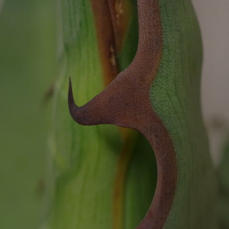 アガベ  キシロナカンサ  ‘ブルー’ 　強刺・短葉　／　Agave  xylonacansa “Blue”