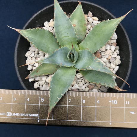 アガベ ミートクロウ  小株  parrasana ‘Meat  Clow’