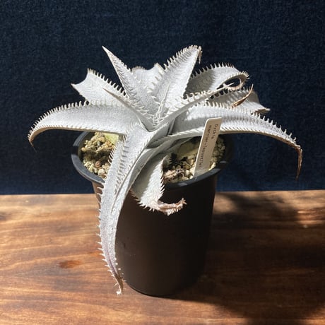 ディッキア マルニエラポストレイ　Dyckia ｍarnier-lapostollei