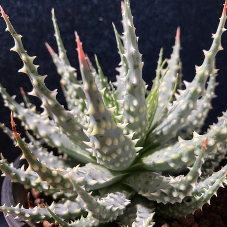 アロエ 児玉白磁盃　Aloe pratensis
