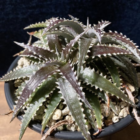 ディッキア カリフォルニア　Dyckia ‘California’