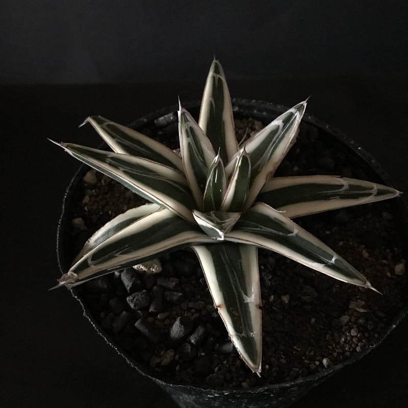 アガベ ❛氷山❜ Agave victoriae-reginae 'hyouzan