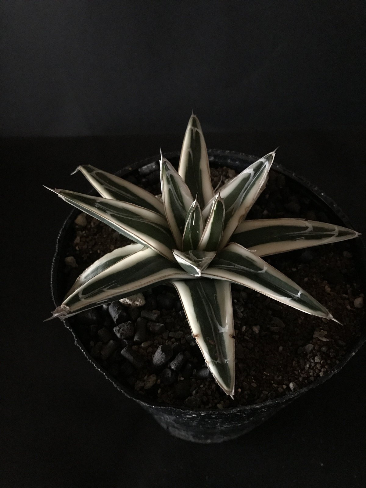 アガベ 氷山 Agave victoriae-reginae 'hyouzan