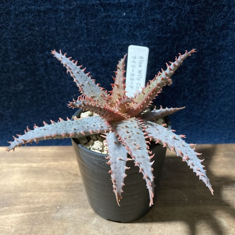 アロエ ワイリーカヨーテ　Aloe "Wily Coyote"        Kelly Griffin hybrid