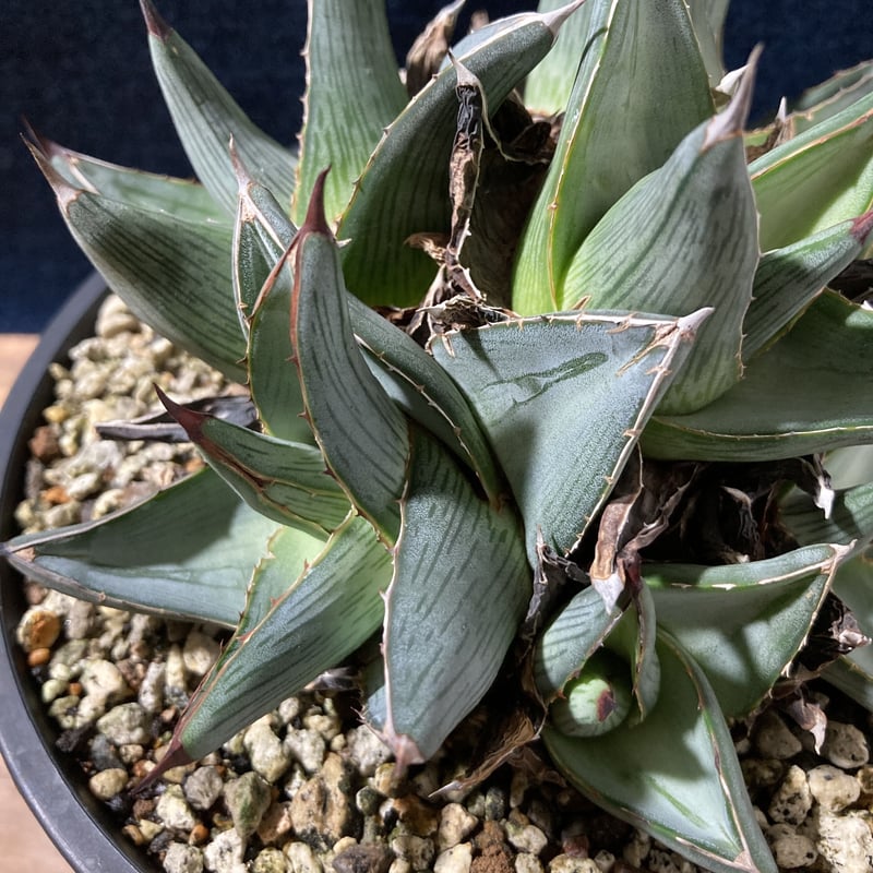 アガベ プミラ クラスターフェスト Agave pumila “Clusterfest” | ...