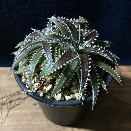 ディッキア カリフォルニア　Dyckia ‘California’