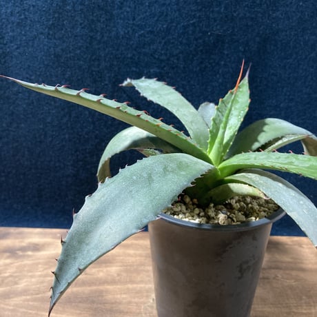 アガベ フェロックス ジョーズタイプ　Agave salmiana v.ferox Jaws Type