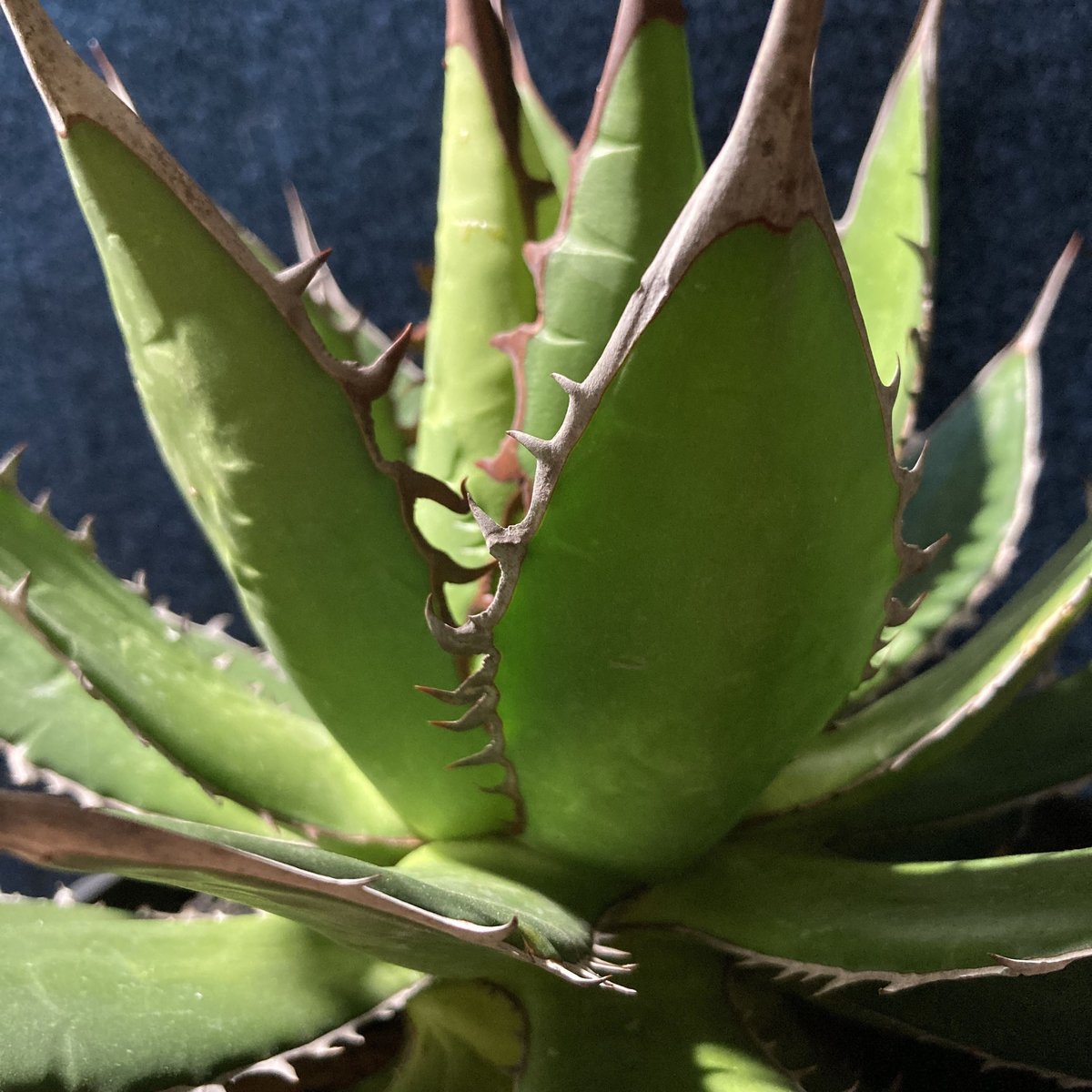 希少 大株 ギルベイ agave horrida 7号 アガベ 希少 大株 ギルベイ agave horrida 7号 アガベ