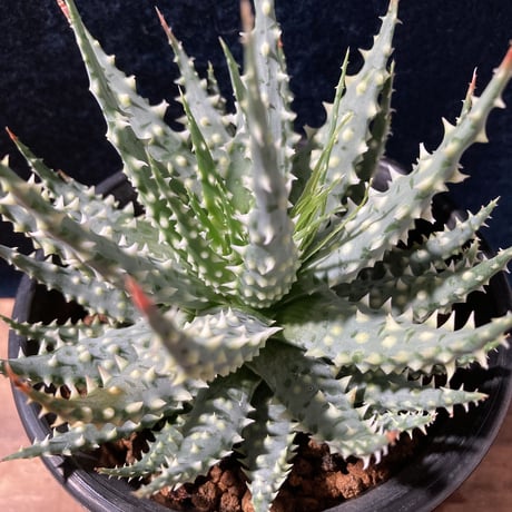 アロエ 児玉白磁盃　Aloe pratensis
