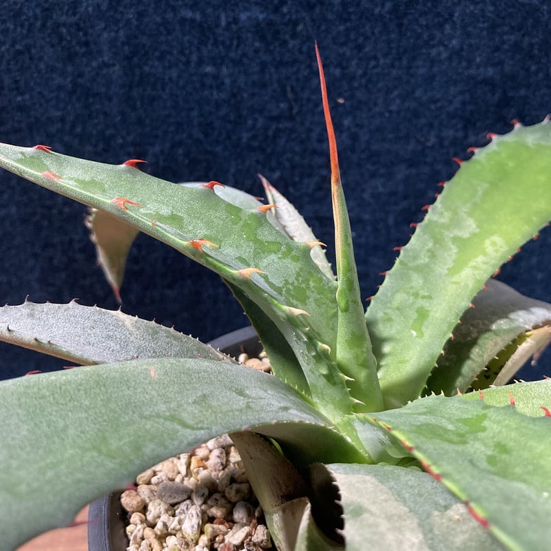 アガベ フェロックス ジョーズタイプ Agave salmiana v.ferox
