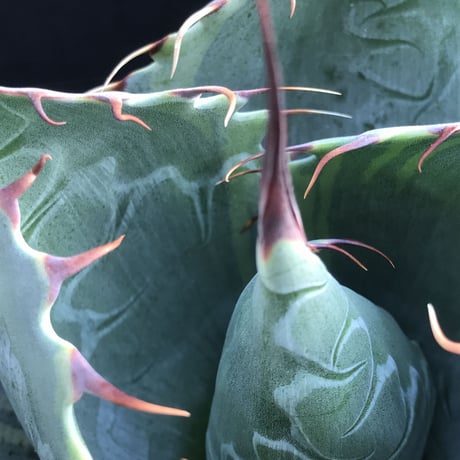 アガベ　❛ファイヤーボール❜　Agave  parrasana  ’Fire ball’