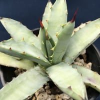 アガベ  マクロアカンサ   矮性  特幅広葉　Agave macroacantha  ‘Short Leaf’