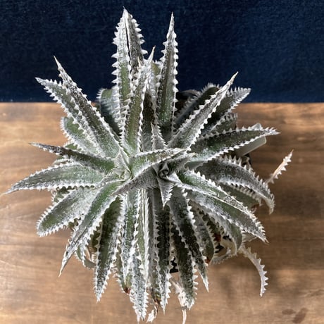 Dyckia Silver Shark　　【最終株】