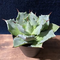 アガベ イストメンシス　Agave isthmensis