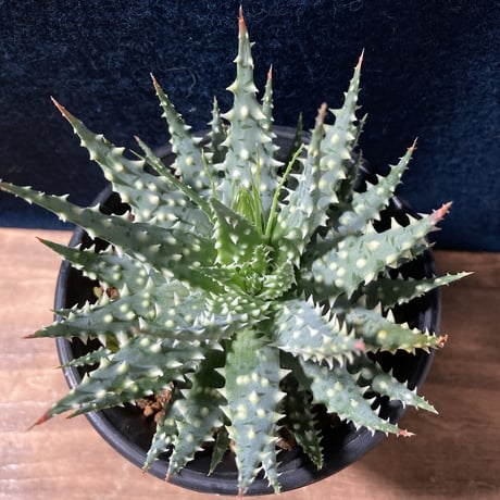 アロエ 児玉白磁盃　Aloe pratensis