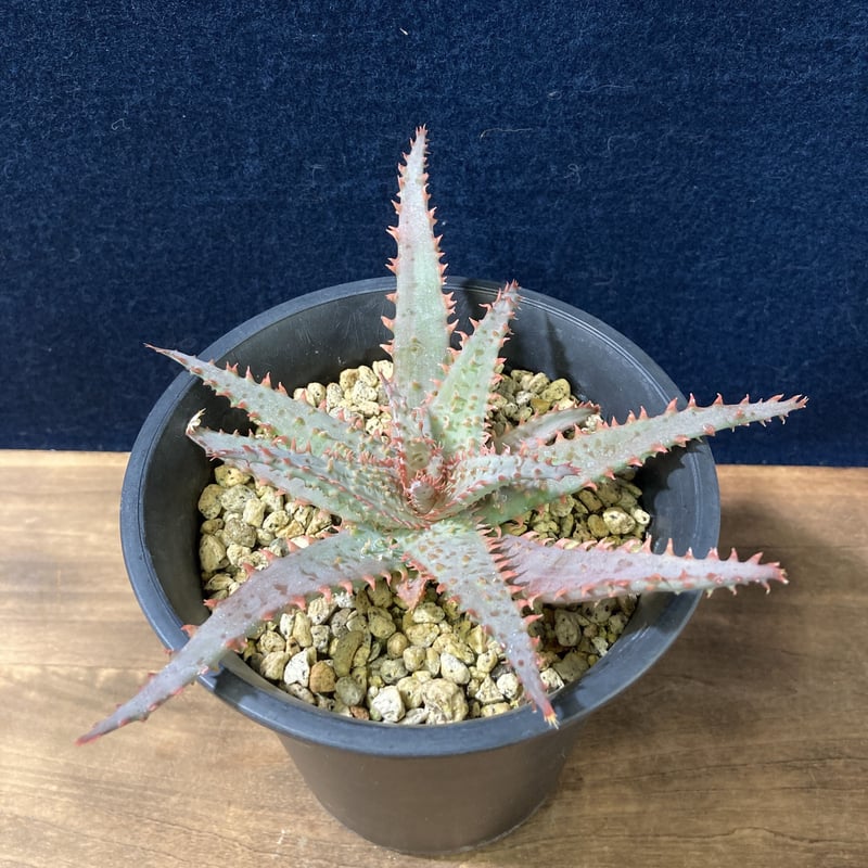 アロエ ワイリーカヨーテ Aloe 