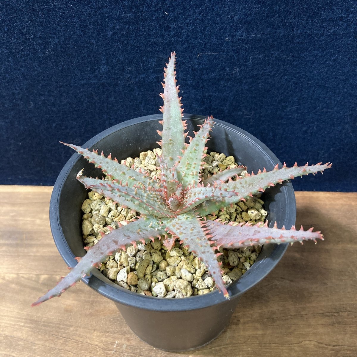 アロエ ワイリーカヨーテ Aloe 