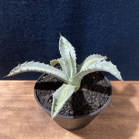 アガベ プロトアメリカーナ “レモンライム”　Agave americana v.protoamericana Lemon Lime