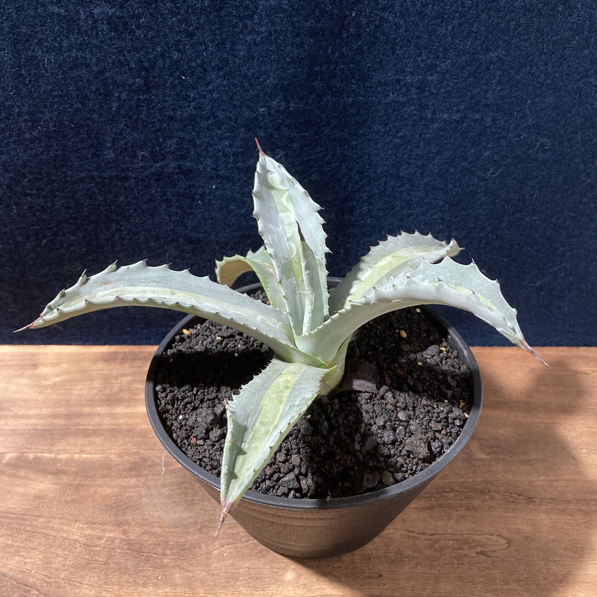アガベ プロトアメリカーナ “レモンライム” Agave americana v.protoa