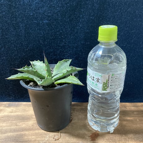 アガベ サルミアナ 墨中斑 “グリーンライトニング”   Agave salmiana “Green Lightning”