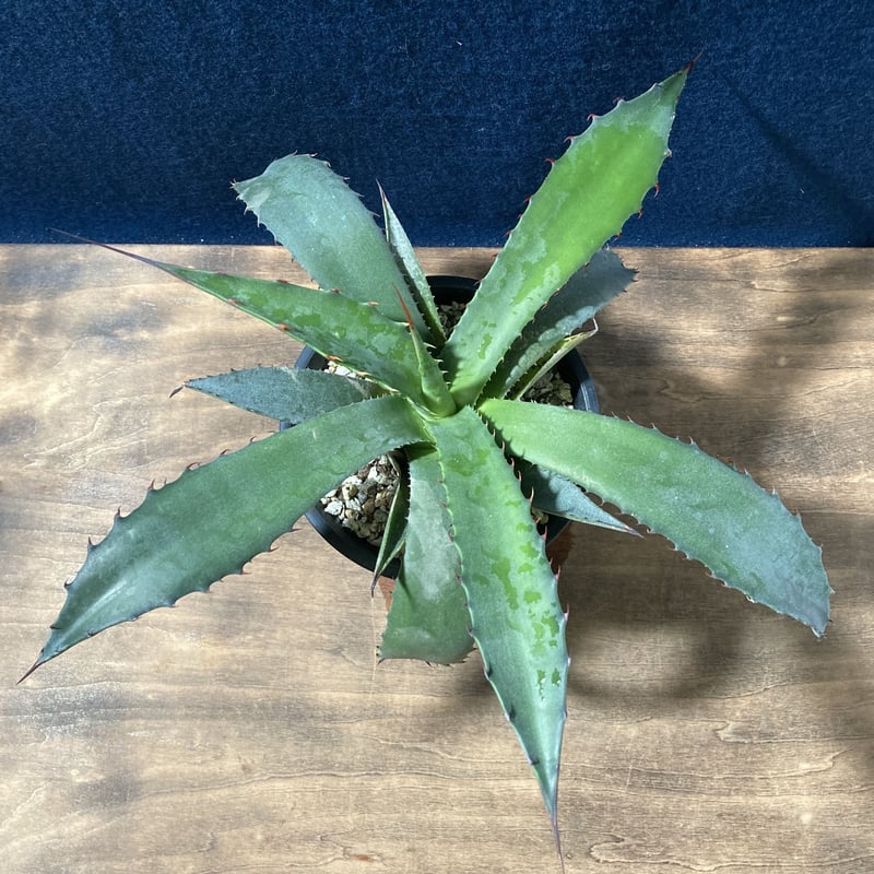 Agave shark skin × salmiana v. ferox　2株 Agave 'Sharkskin Shoes' (Northern Sharkskin Agave) - World