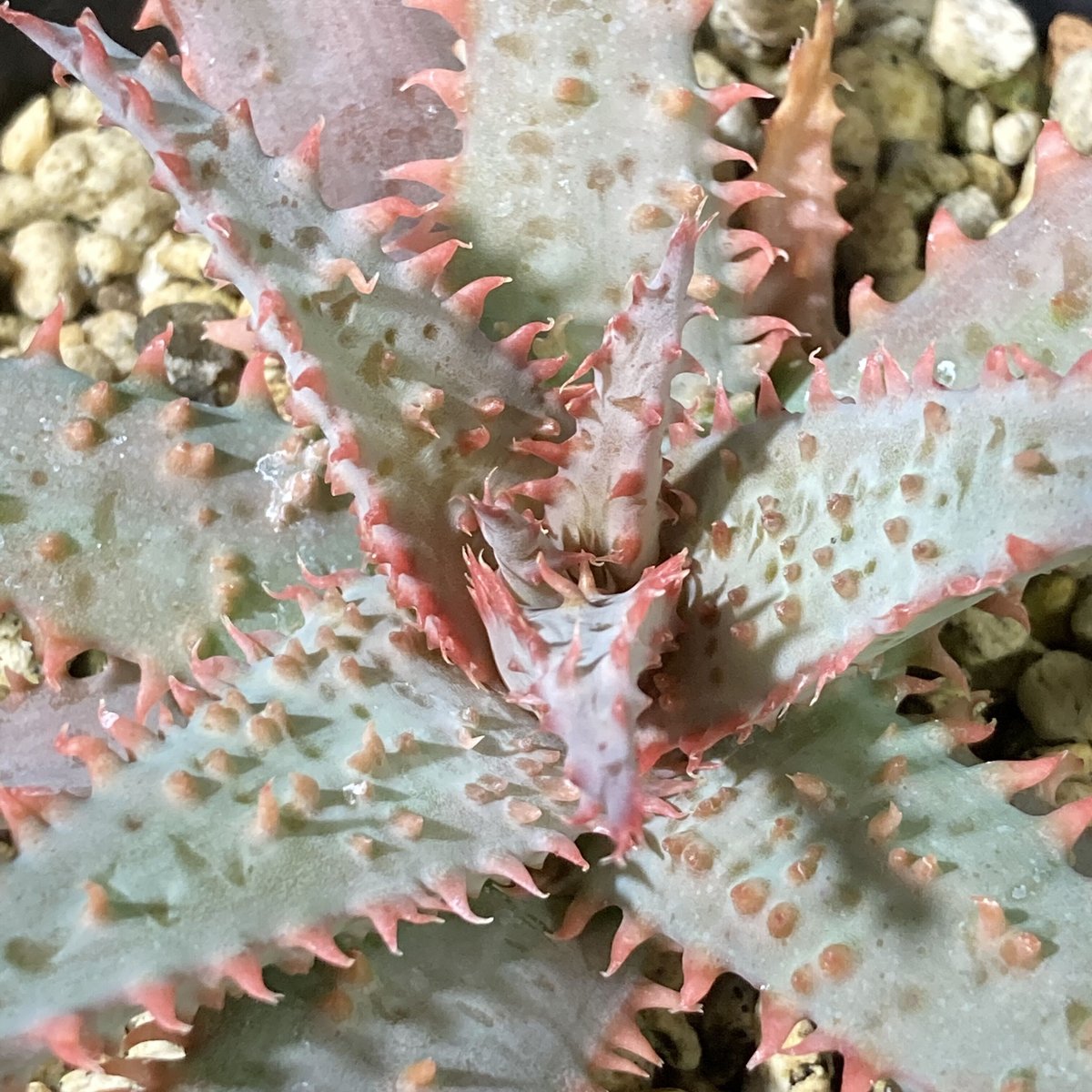 アロエ ワイリーカヨーテ Aloe アロエ ワイリーコヨーテ ○