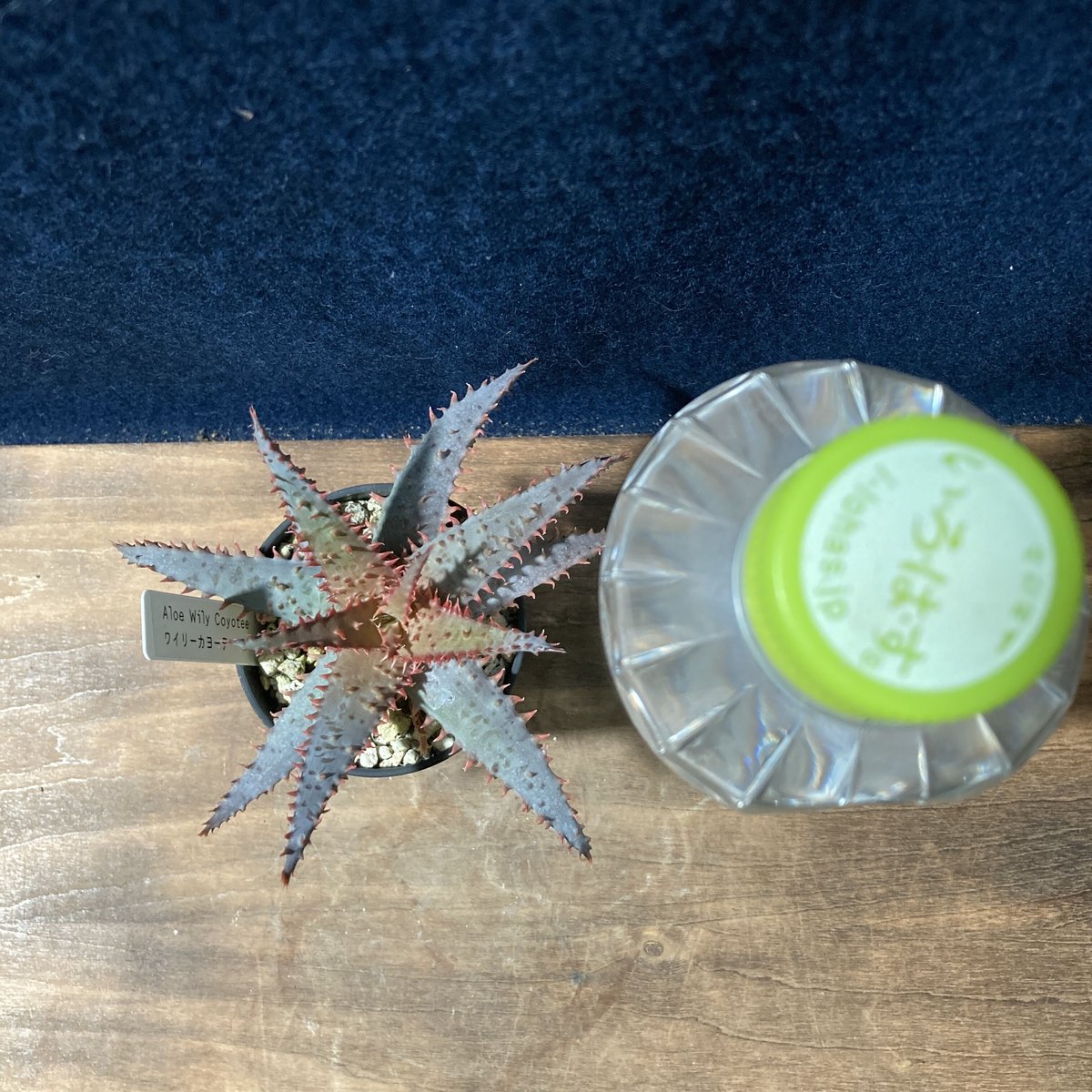 アロエ ワイリーカヨーテ Aloe 