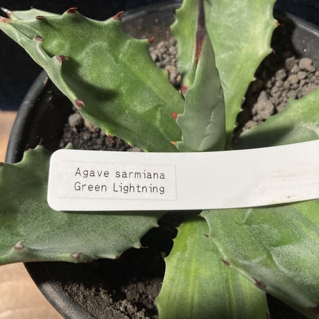 アガベ サルミアナ 墨中斑 “グリーンライトニング”   Agave salmiana “Green Lightning”
