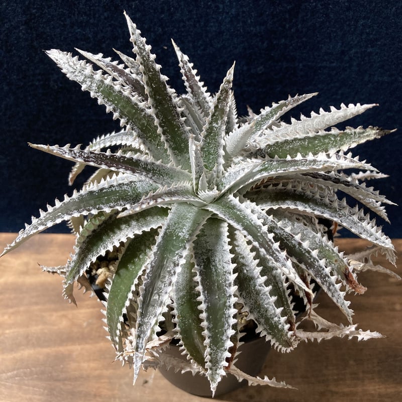 Dyckia ディッキア　  Shark スノーシャーク Q ディッキア・スノーシャーク｜園芸日記by鹿せんべい｜みんなの趣味の
