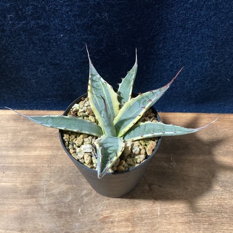 アガベ スカブラショート 黄覆輪　Agave scabra f. marginata Short Leaf
