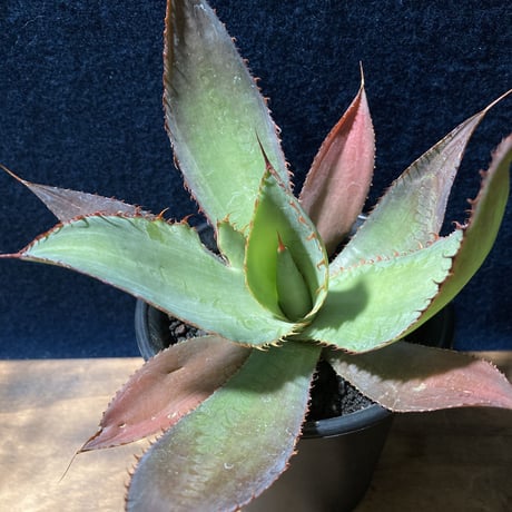 アガベ ボビコルヌタ　Agave bovicornuta