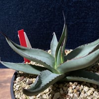 アガベ シャークスキン　Agave nigra “Shark Skin”  　　　　識別code0215