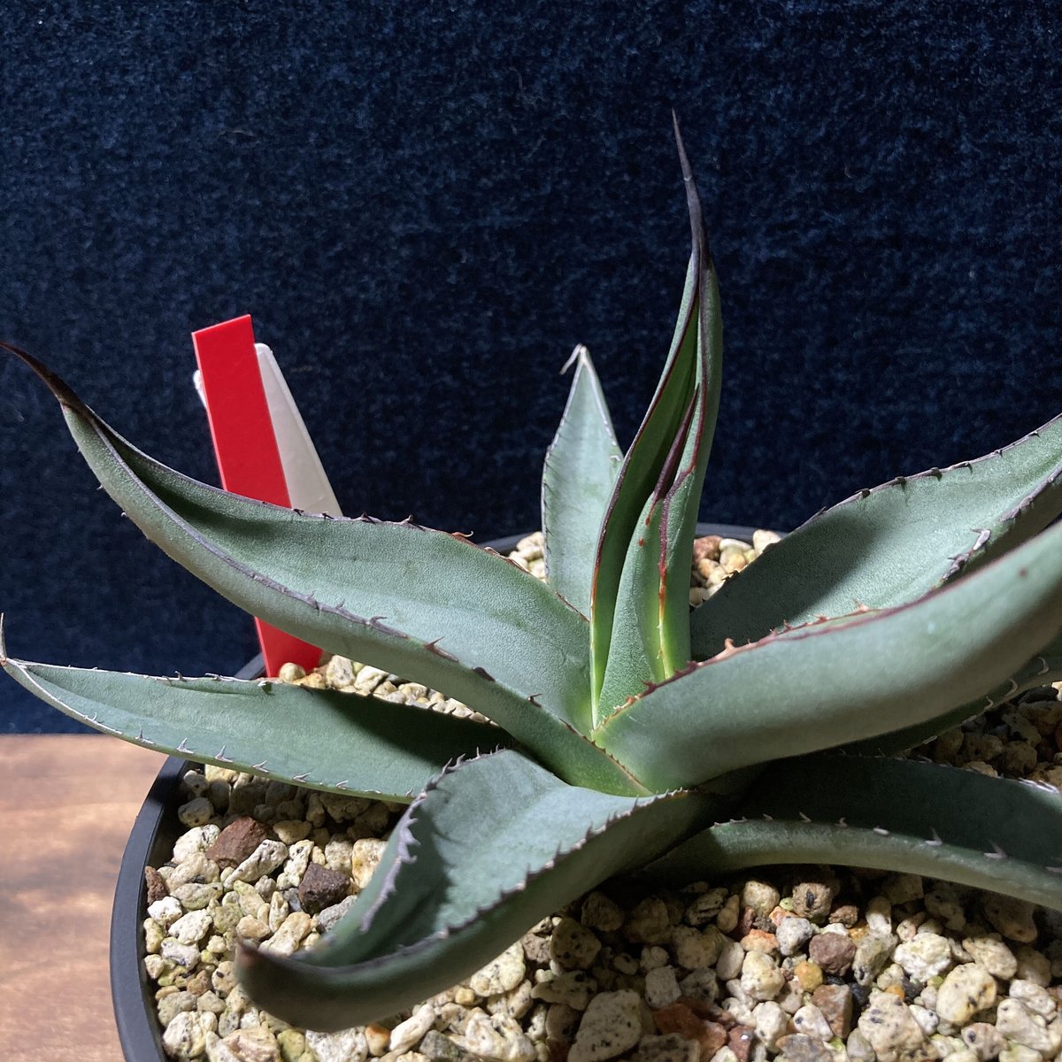 92 アガベシャークスキンAgave 'Sharkskin' （子株有り） 【公式通販】