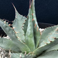 アガベ ミートクロウ  中株  parrasana ‘Meat  Clow’