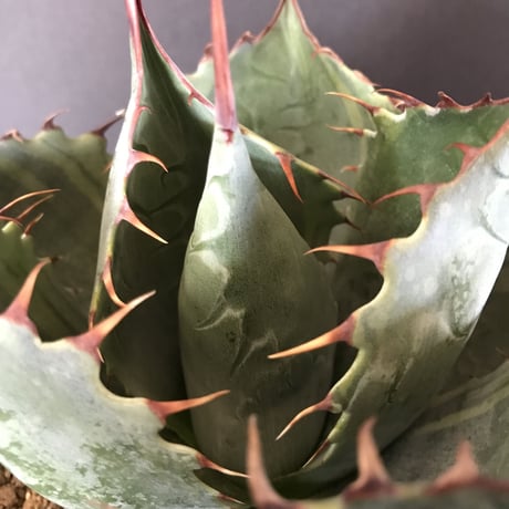 アガベ　❛ファイヤーボール❜　Agave  parrasana  ’Fire ball’