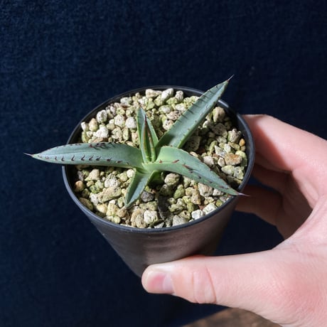 アガベ シャークスキン　Agave nigra “Shark Skin”