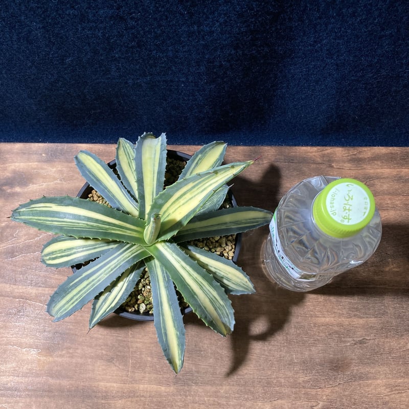 アガベ アメリカーナ 縞黄斑 Agave americana f.striata | radi