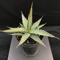 アガベ 　 キシロナカンサ 　 仔株付き　Agave xylonacansa