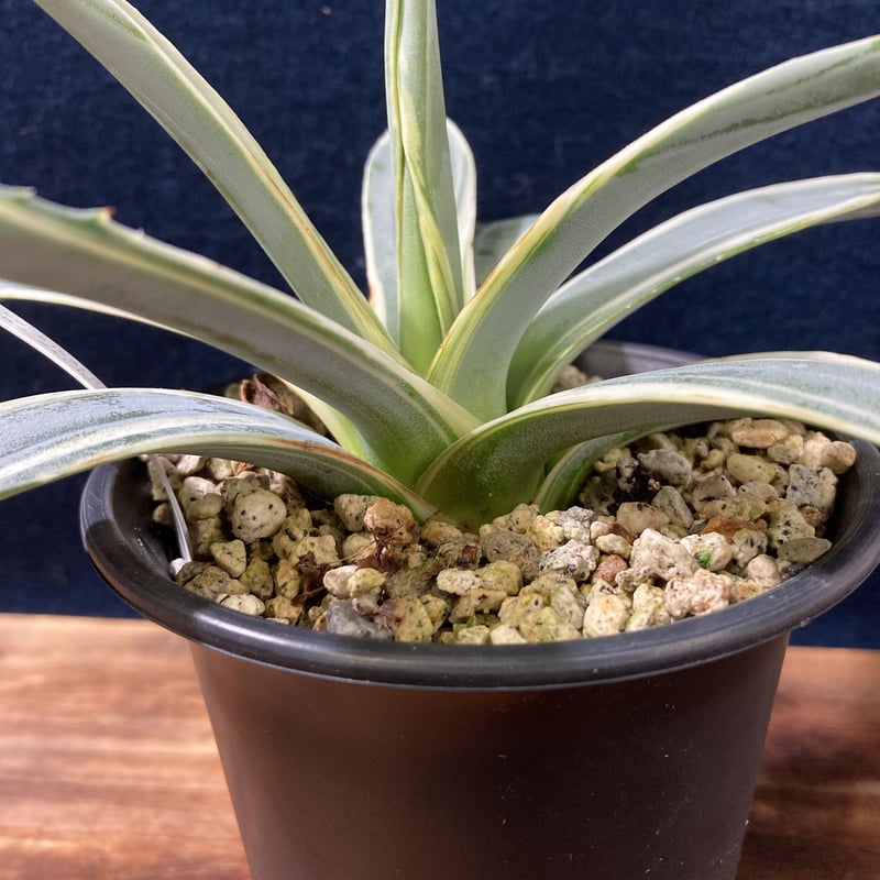 アガベ ベガスストリップ Agave sisalana “Vegas Strip” | rad