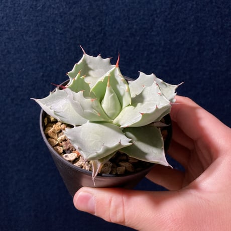 【厚葉・青白肌】アガベ イシスメンシス　Agave isthmensis