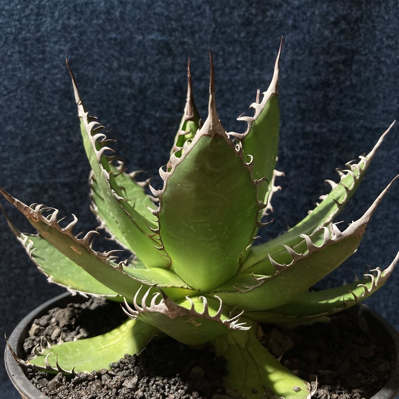 アガベ ホリダ 強鋸歯 Agave horrida | radical botanics アガベ ホリダ 強鋸歯 Agave horrida | radical botanics