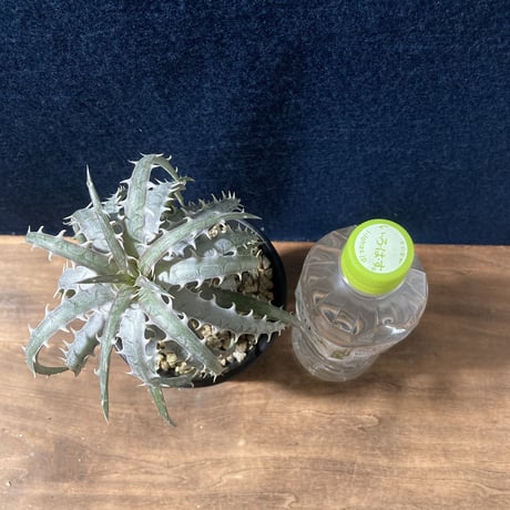 ディッキア ゴエリンギー タイプクローン　Dyckia goeringii Type Clone