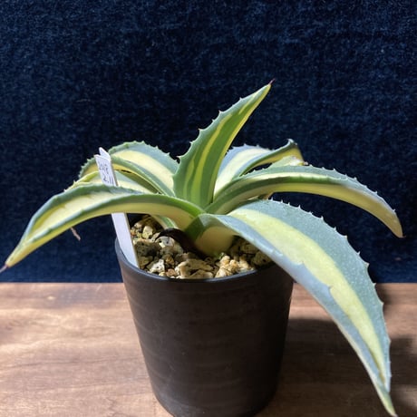 アガベ 琥珀竜　Agave americana f.mediopicta aurea