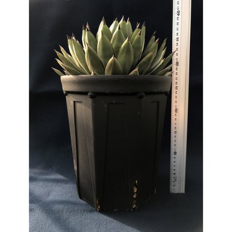 アガベ  ロイヤルスピン　Agave ‘Royal Spine’