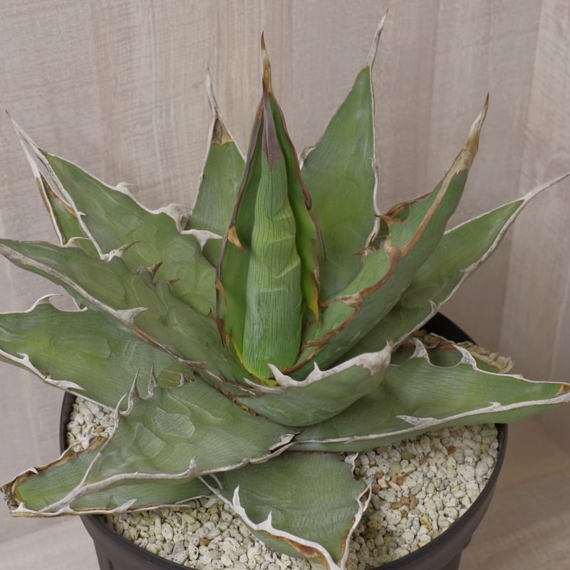 アガベ キシロナカンサ 'ブルー' 強刺・短葉 ／ Agave xylonacansa