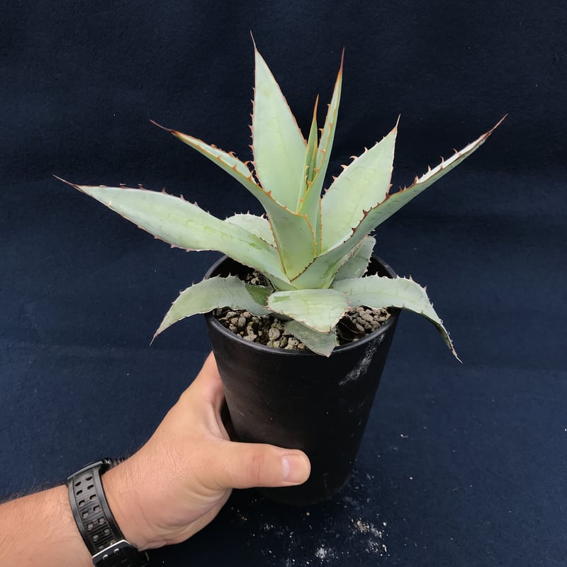 アガベ インプレッサドワーフ クローンコンパクタ