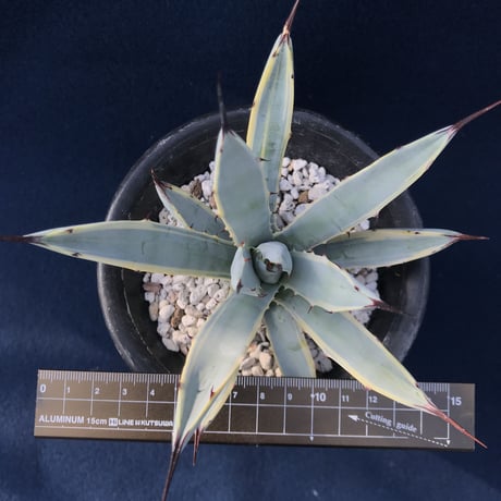 アガベ  マクロアカンサ錦　覆輪 　Agave macroacantha variegated