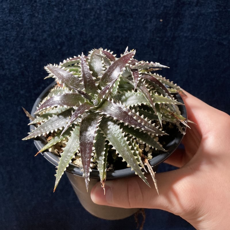 ディッキア カリフォルニア Dyckia 'California' | radical bot