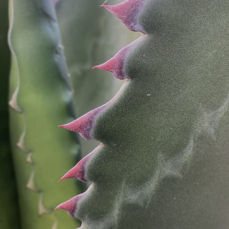 アガベ フェロックス ジョーズタイプ　Agave salmiana v.ferox Jaws Type
